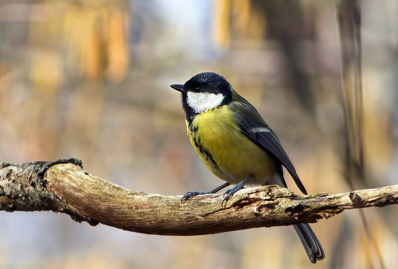 Большак (Parus major) фото превью
