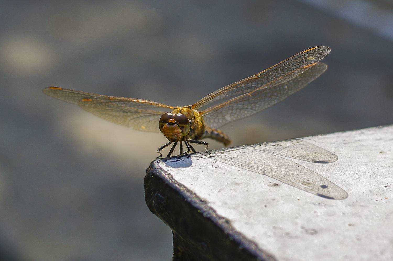 , Михаил Измайлов