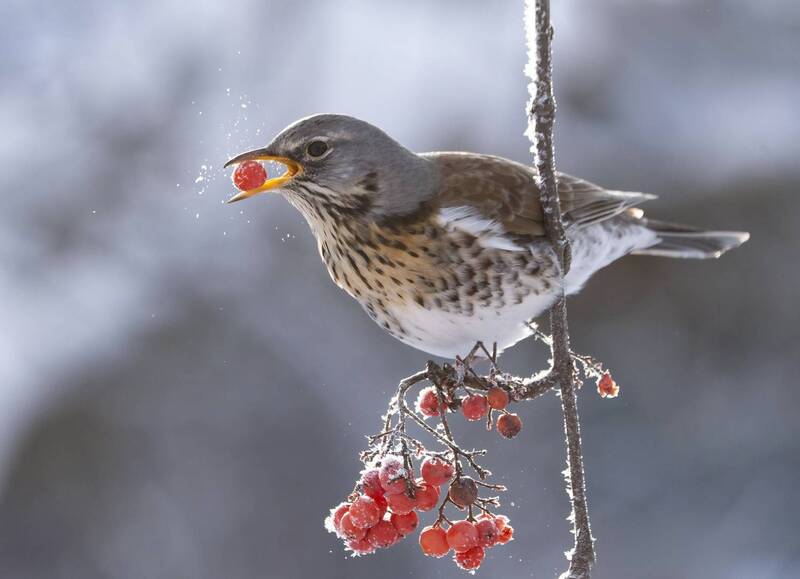 птицы,природа, зима Дрозд рябинник фото превью