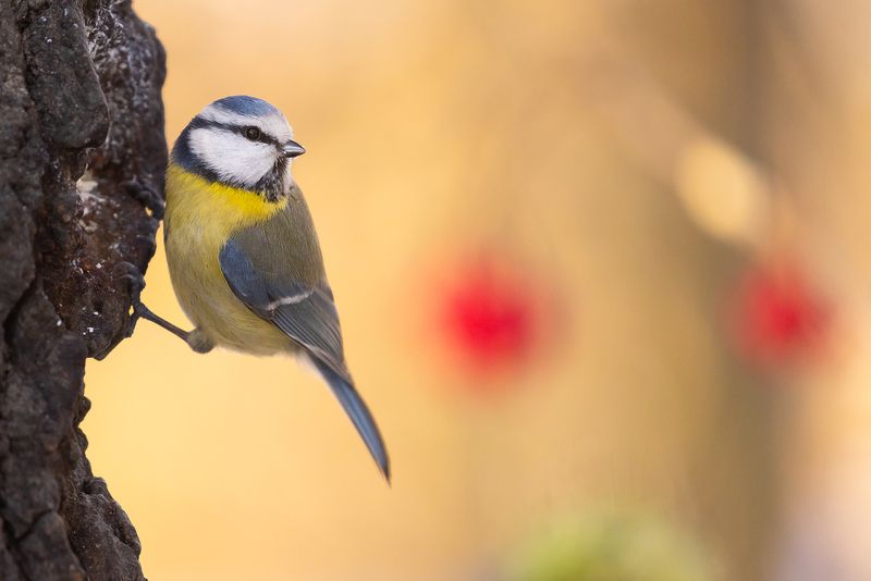 Titmouse  фото превью