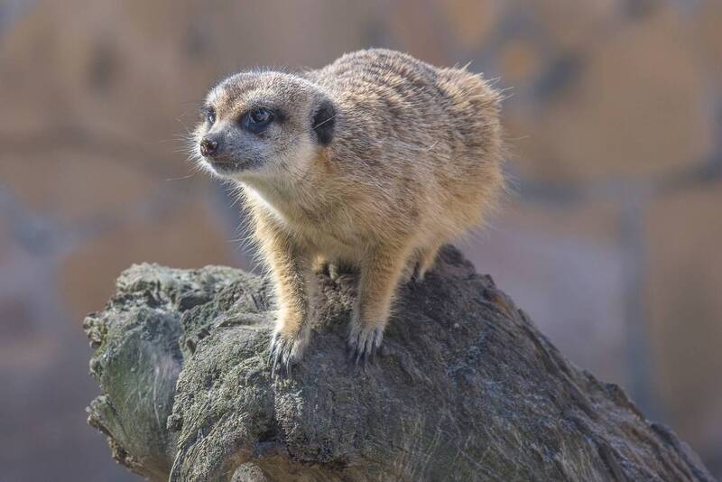 Сурикат фото превью