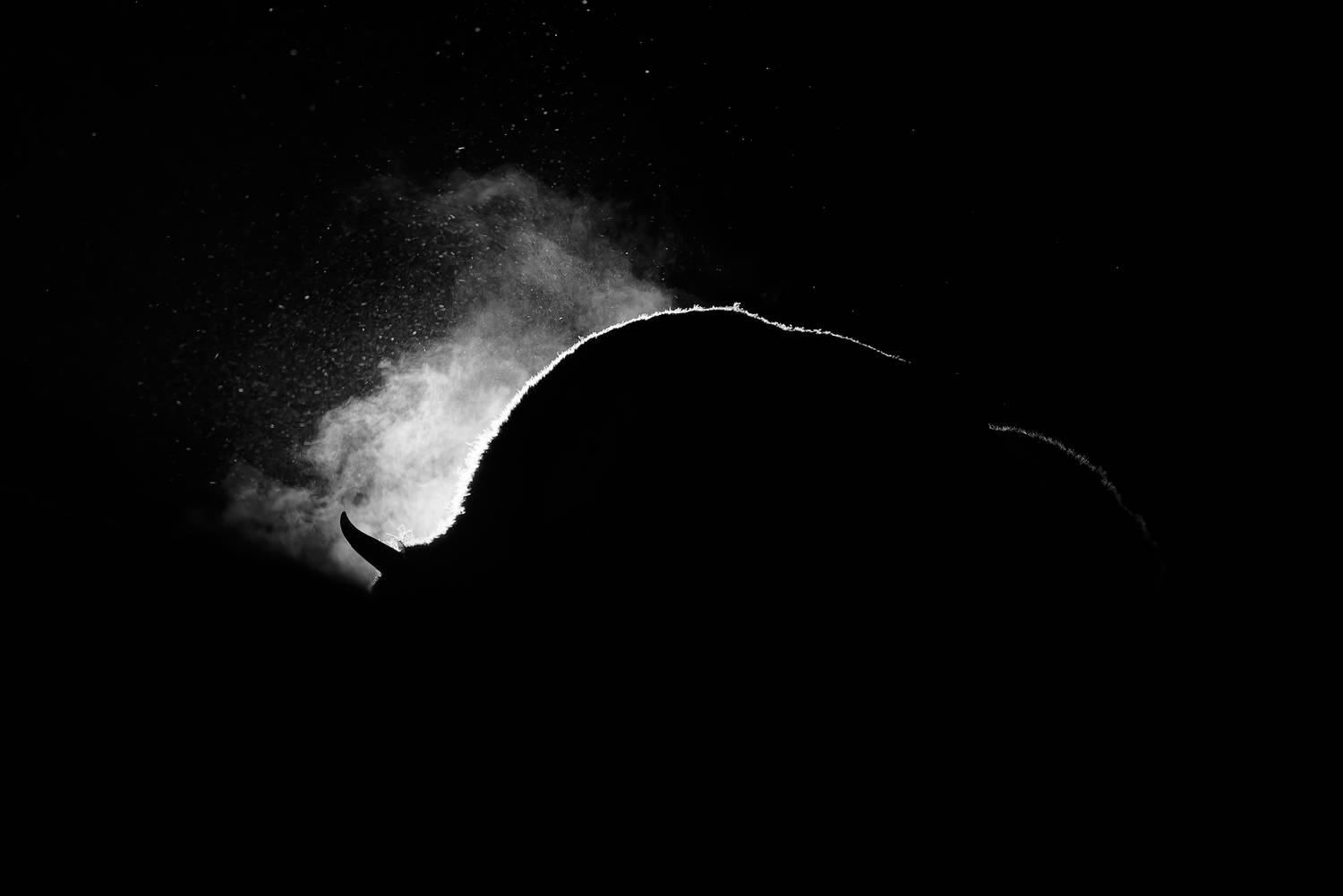 зубр, заповедник, калужские засеки, european bison, bison, wildlife, Игорь Зубков