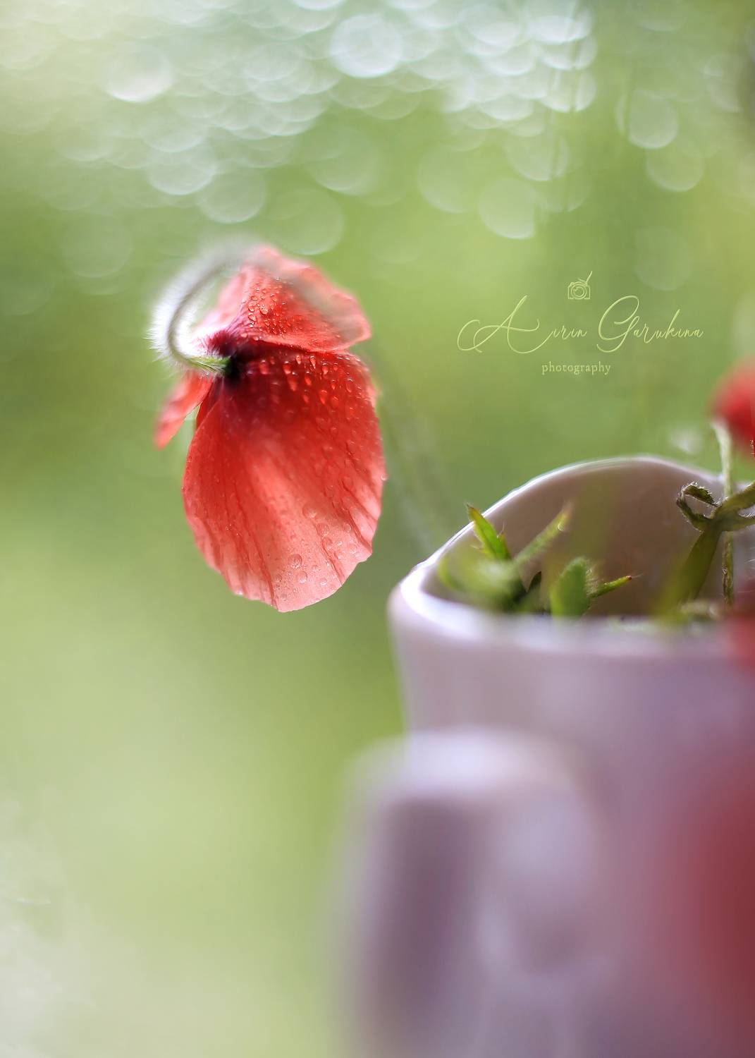 мак,боке,стихи, беларусь, ирина горюкина, мануальный объектив, ИРИНА ГОРЮКИНА