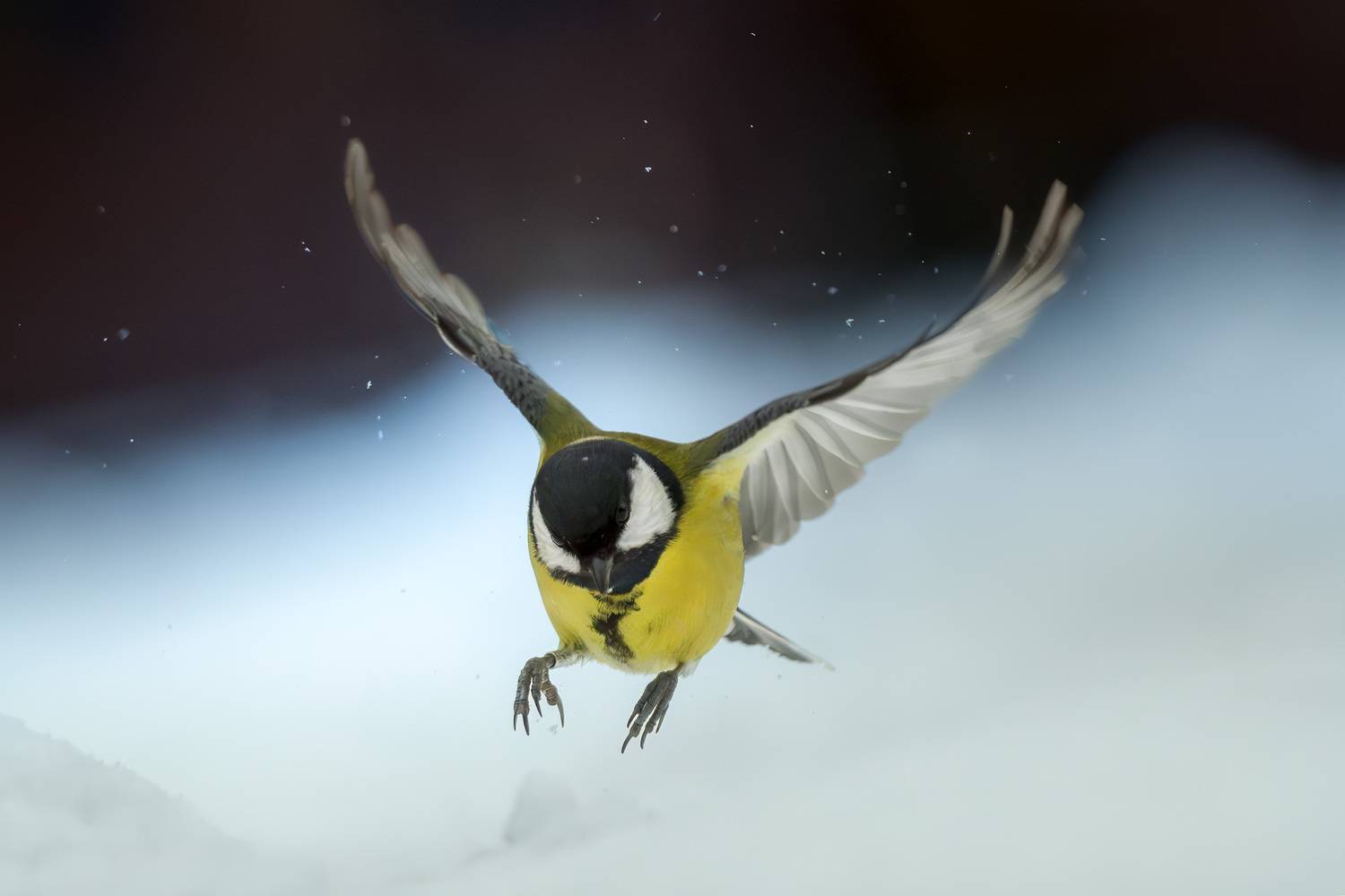 синица, птицы, фотоохота, birdwatching, birds, полет, зима, лес, большая синица, Михаил Ездаков