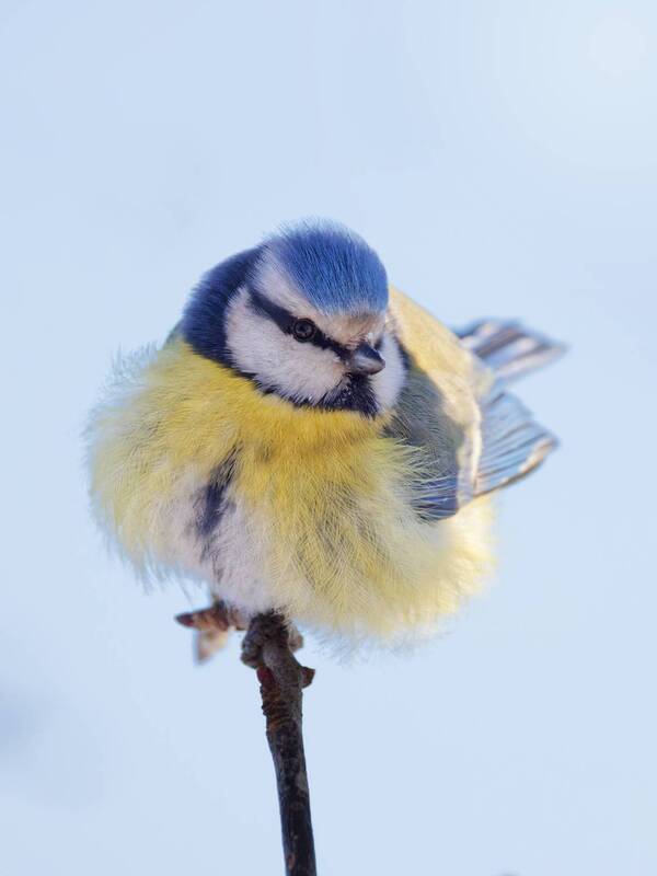 Лазоревка фото превью