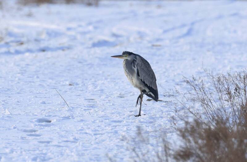 серая цапля, Серая цапля.. фото превью