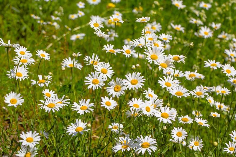 .... фото превью