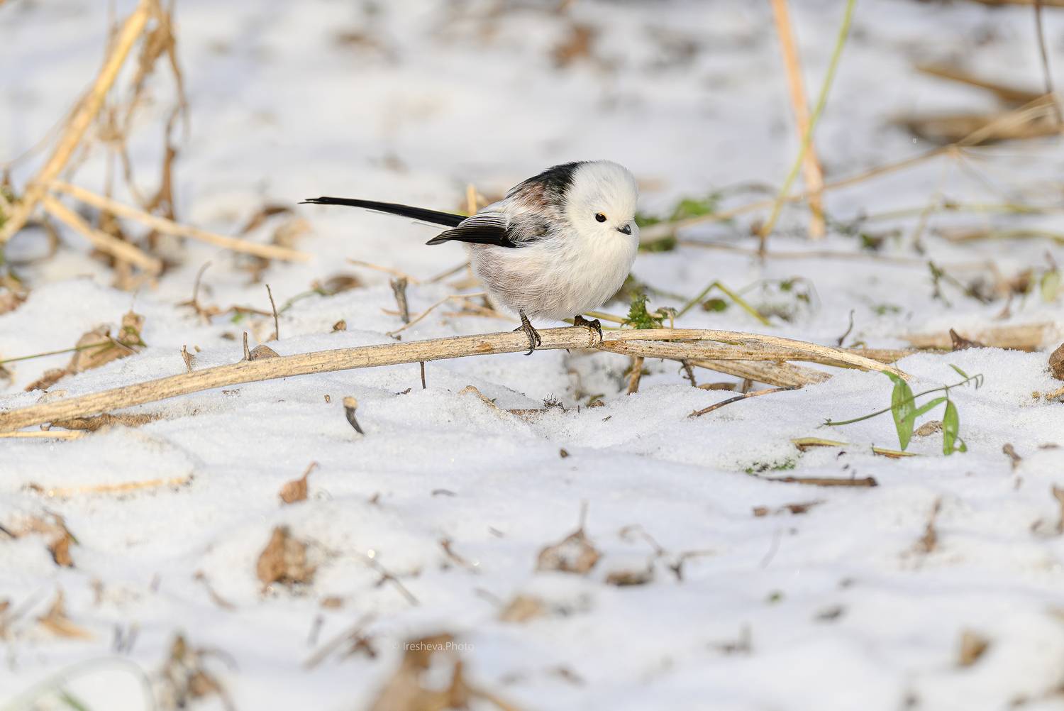 Ополовник,синица,птица, Ирешева Мария