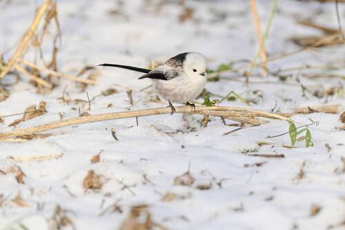 Ополовничек