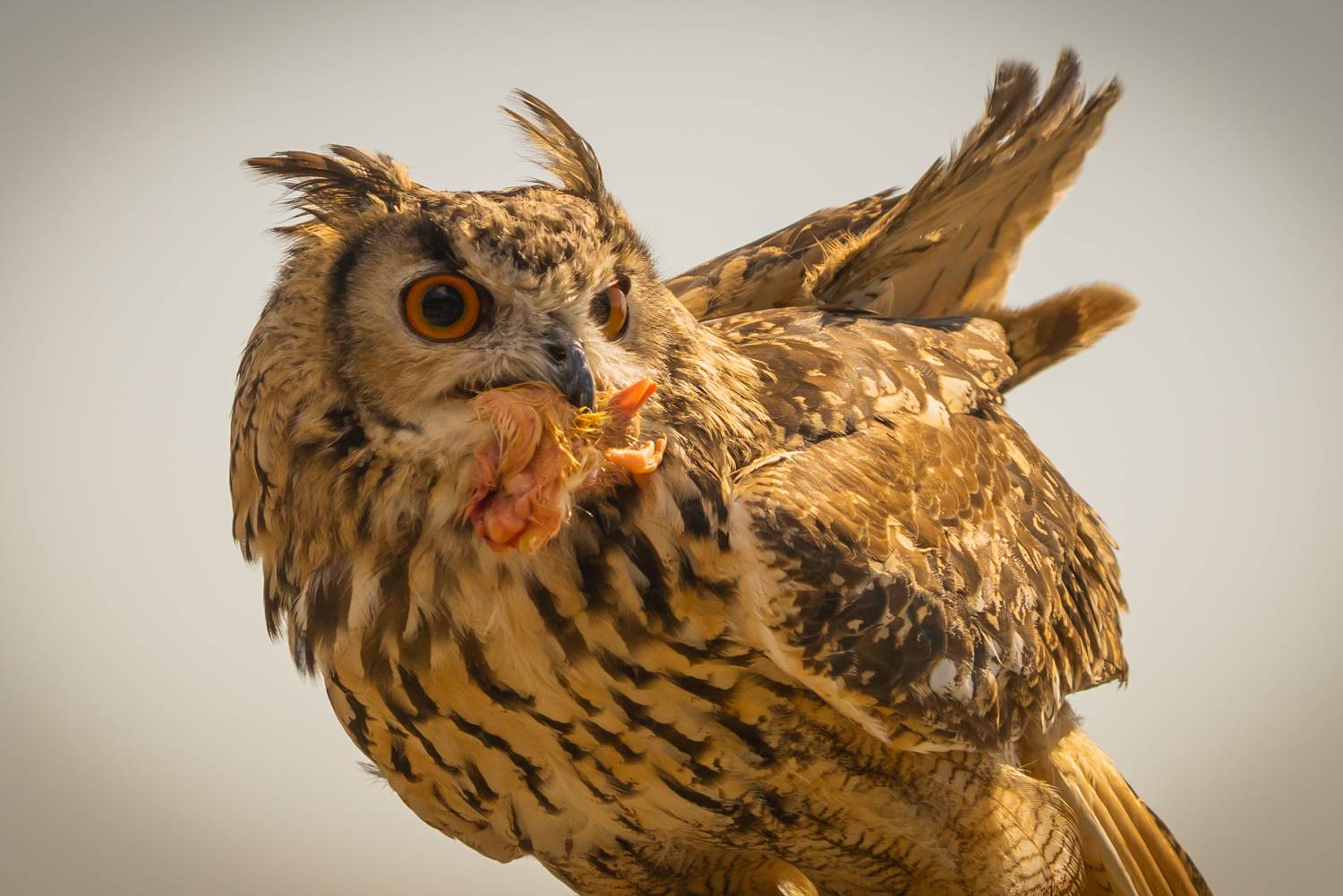 , Дария Максимова