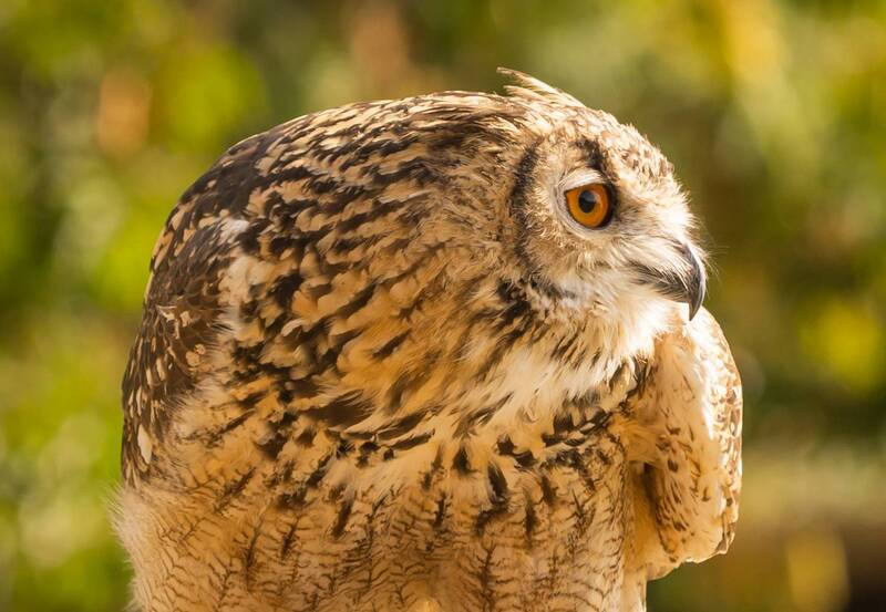 Серьезный взгляд фото превью