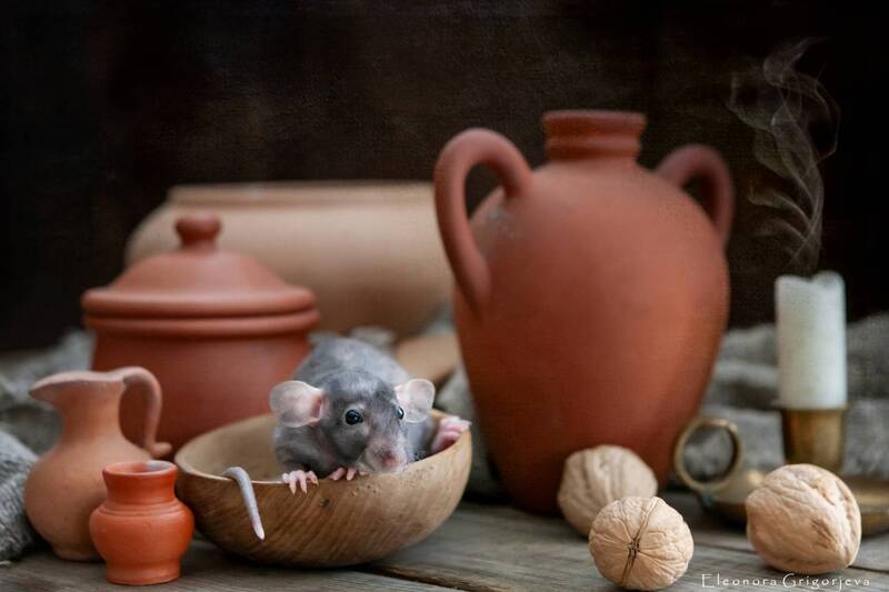 Маленькие жители моего дома фото превью