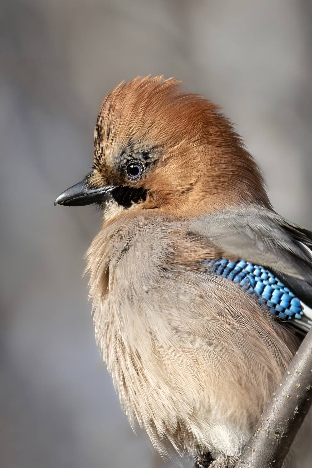 сойка, птица, природа, врановые, Abdalova Tatiana