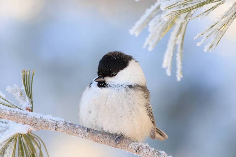 -35°C фото превью
