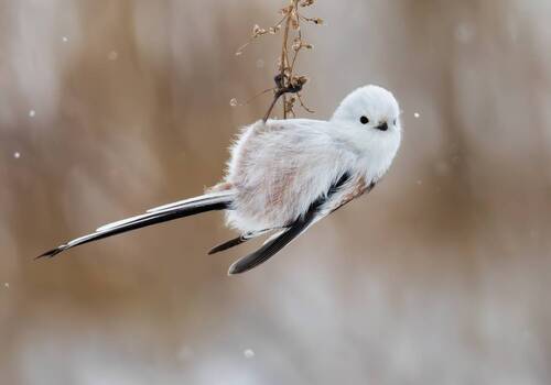 Длиннохвостая синица (Aegithalos caudatus).
