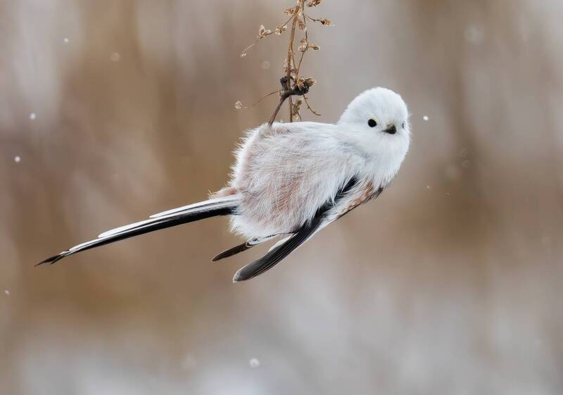 синица,длиннохвостая синица, ополовник, птица, птицы Длиннохвостая синица (Aegithalos caudatus). фото превью