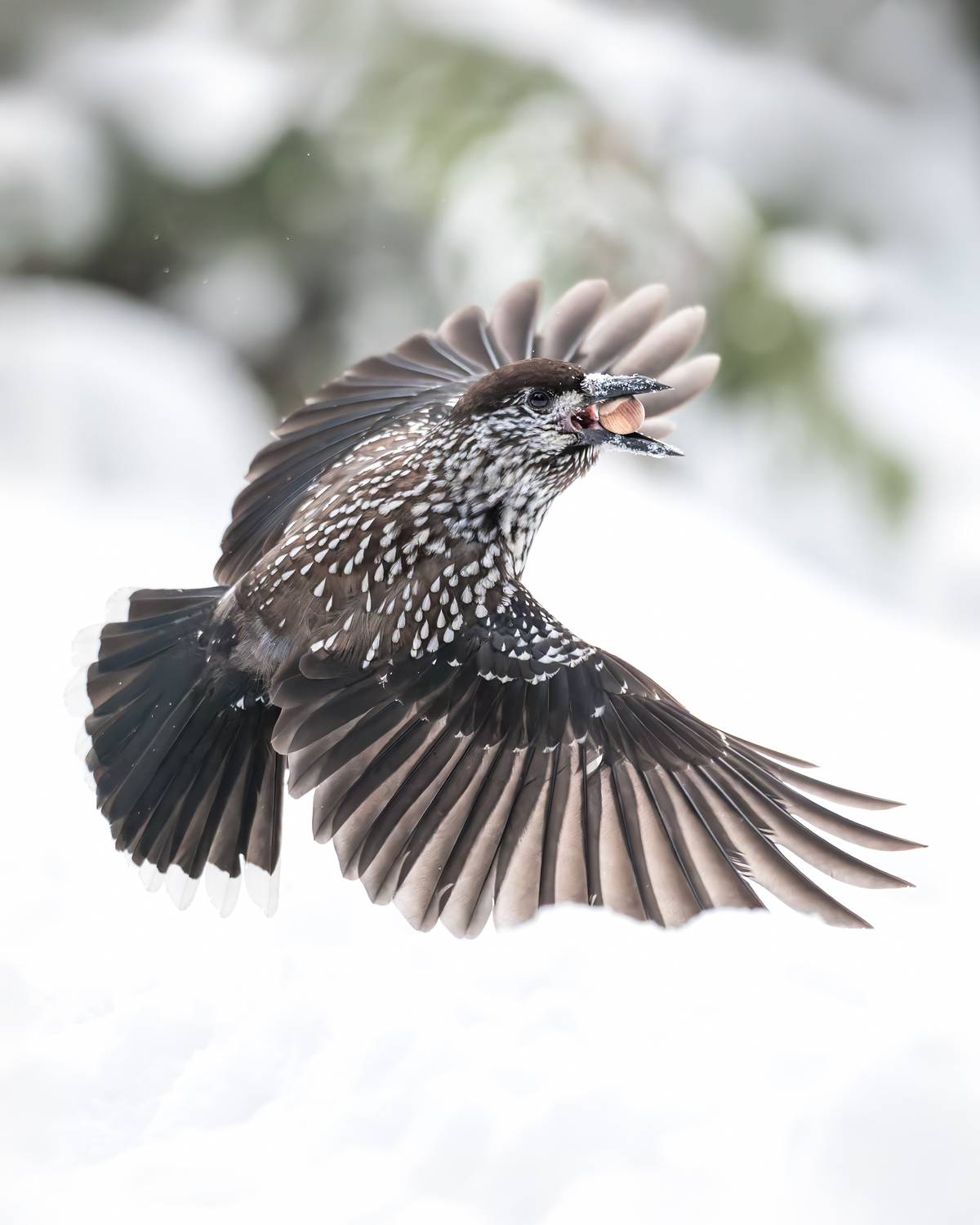 , Поляков Михаил