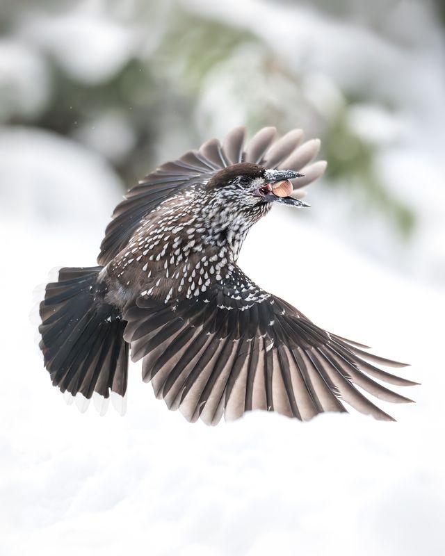 Кедровка (Nucifraga caryocatactes)  фото превью