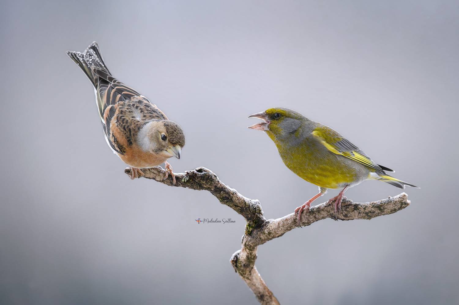 фотоохота, птица, зима, зеленушка, юрок, Медведева Светлана