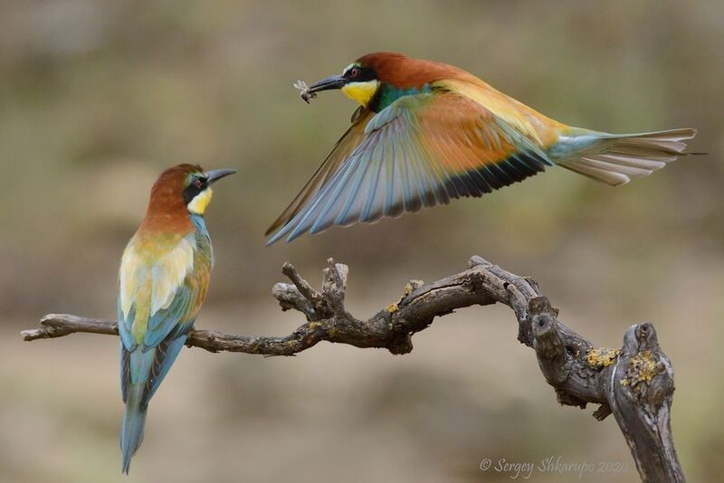 Лечу на всех парах фото превью