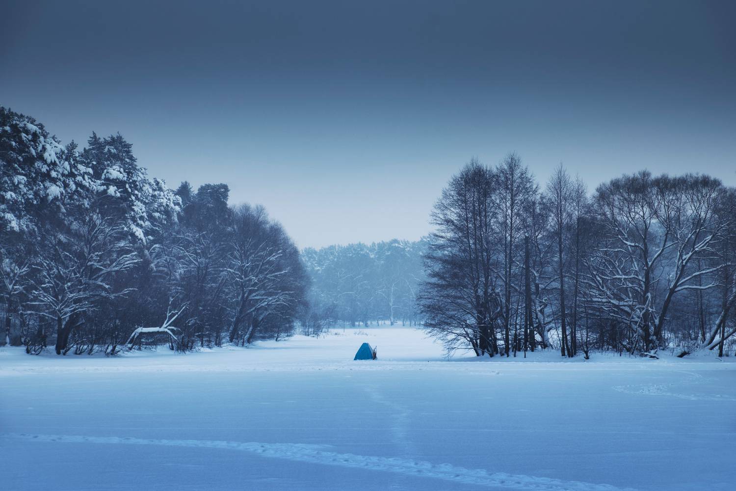 деревья, снег,, Валерий Вождаев