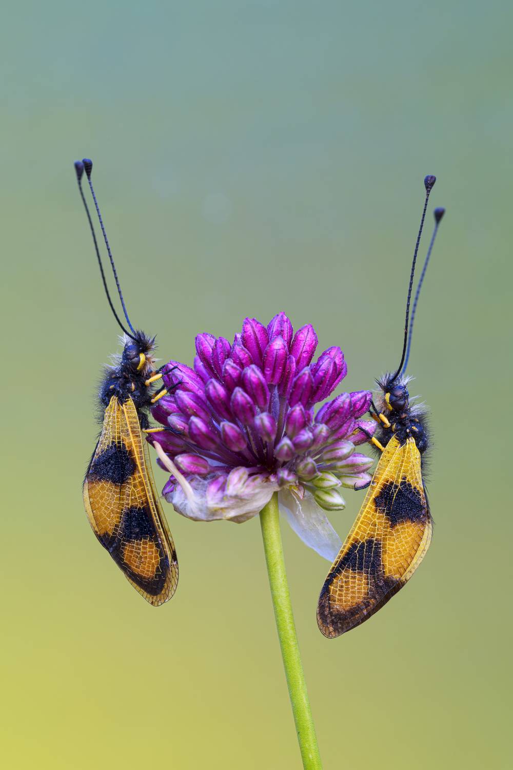 macrophotography, Camilla Zocchi