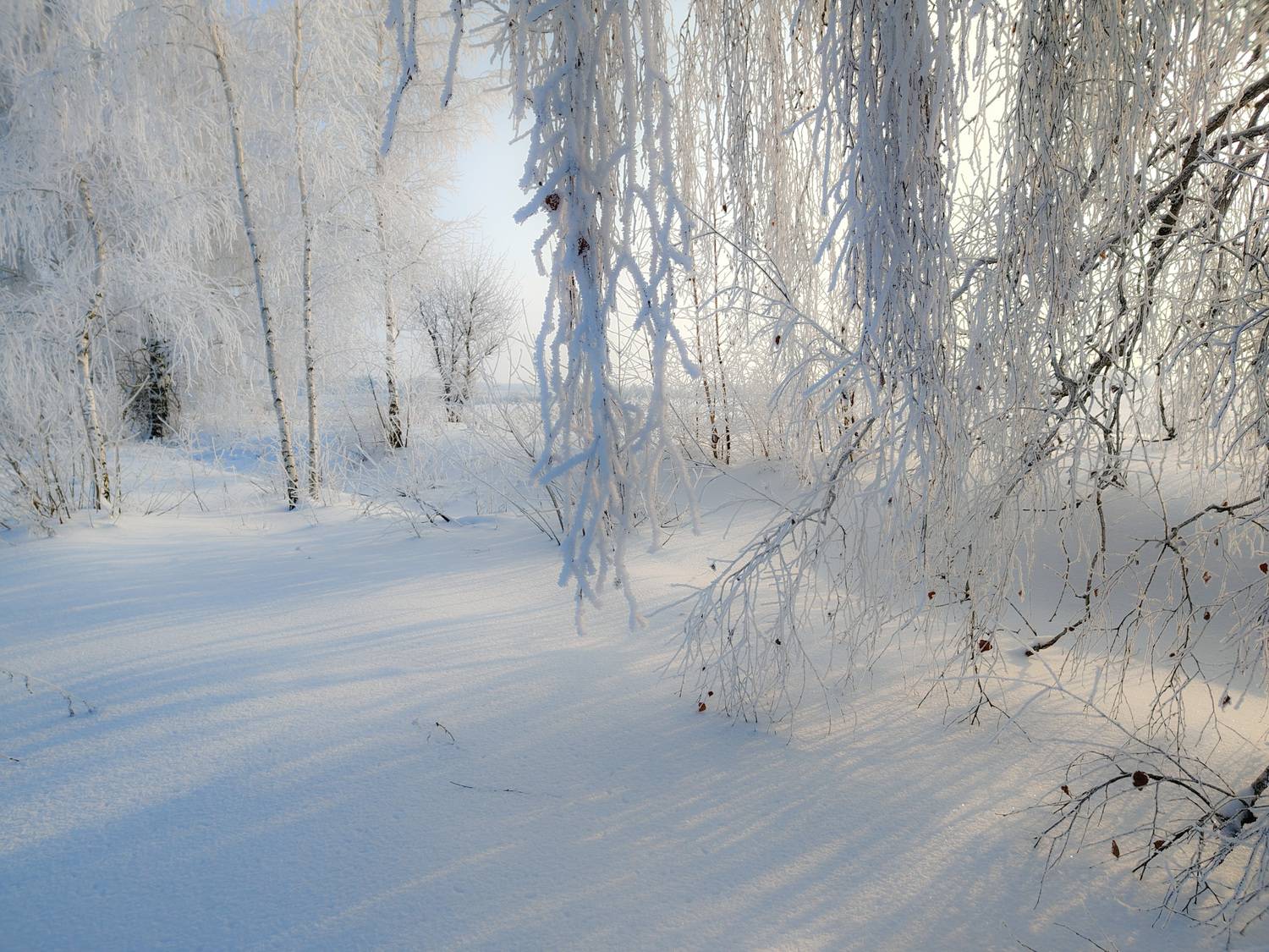 , Кондрашова Светлана