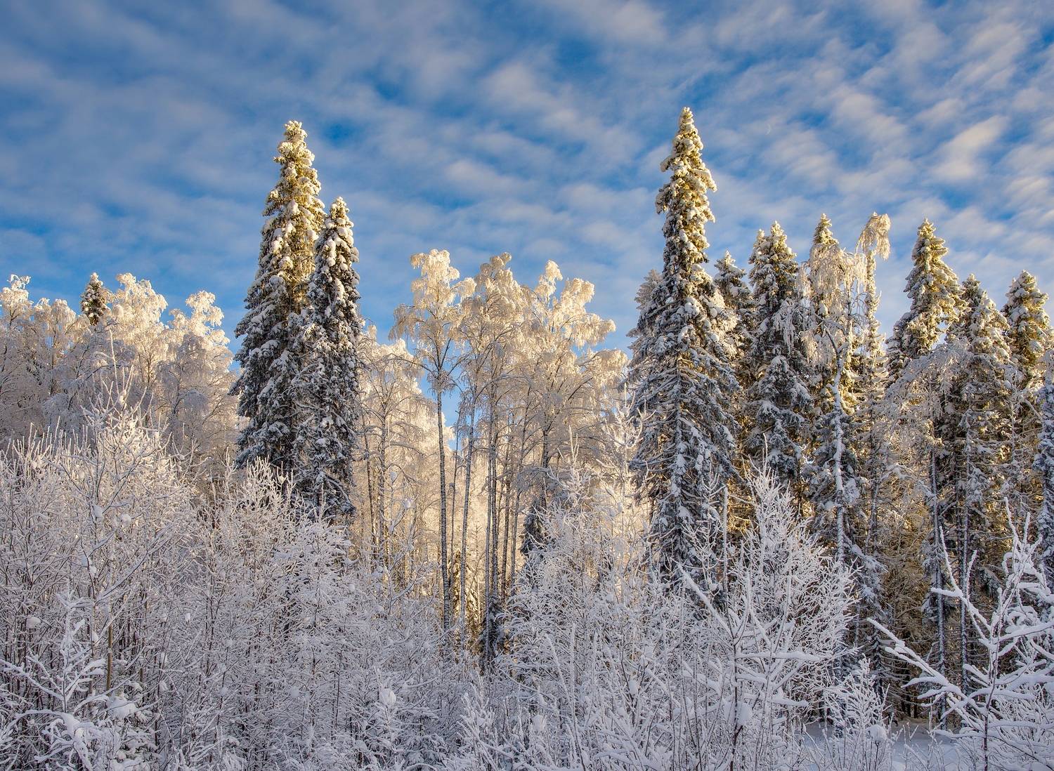 зима снег лес ель берёза блик, Igor Shishpanov