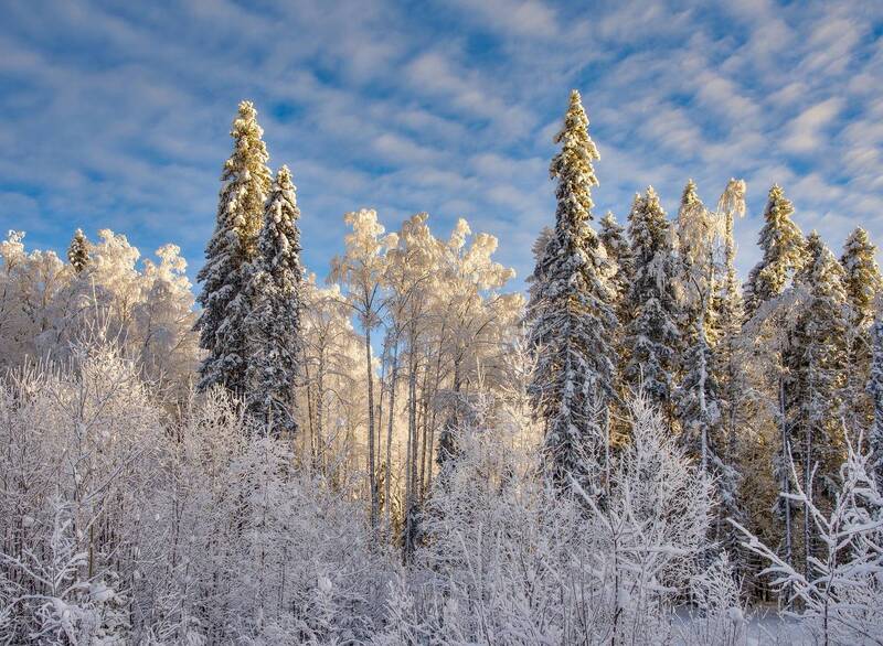 зима снег лес ель берёза блик Внутренний свет фото превью