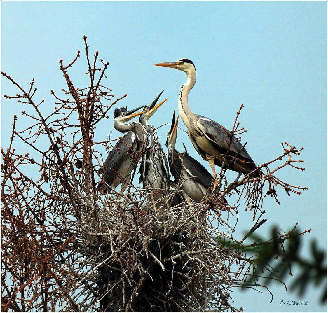 птицы,цапли,гнездо,молодые,маманя,где,лягушки, Александр Чувилин