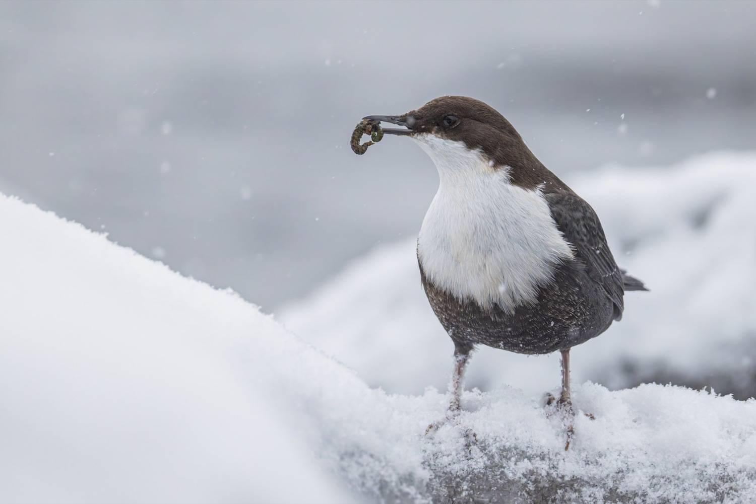 оляпка, зима, птицы, Ruslan Pl