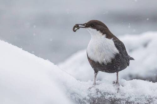 Оляпка с добычей