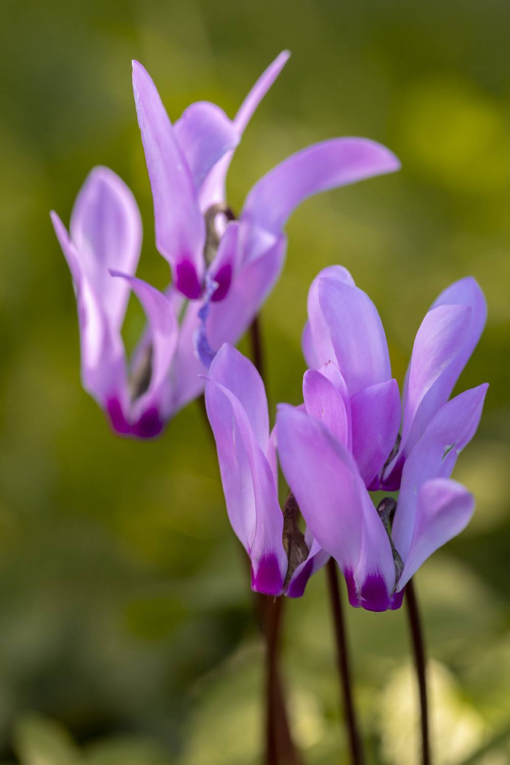 macro, flowers, plants, nature, spring, red, grass, Nikolay Tatarchuk