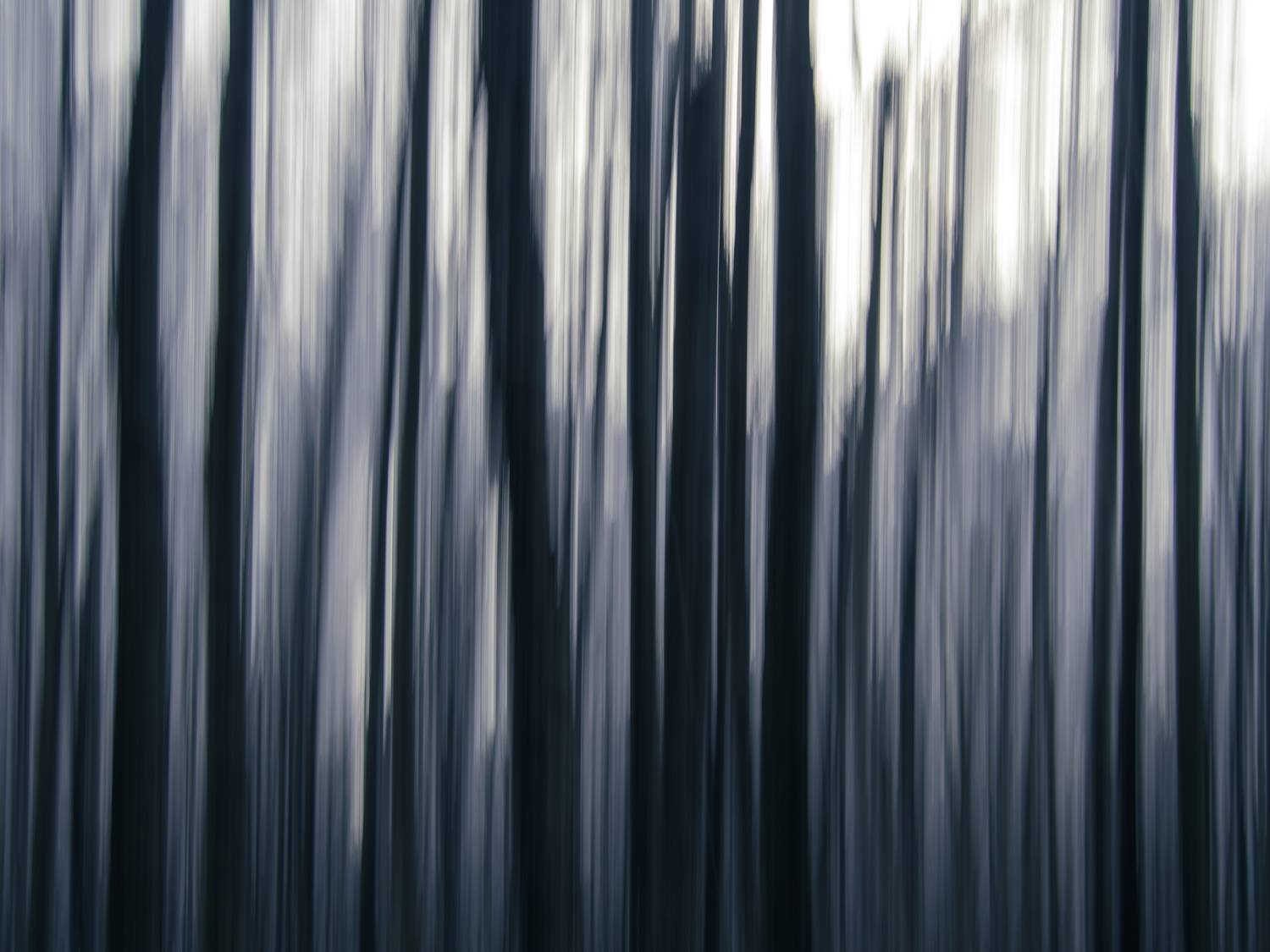 forest,lines,abstraction,lines,icm, Gajdo&scaron; Slavom&iacute;r