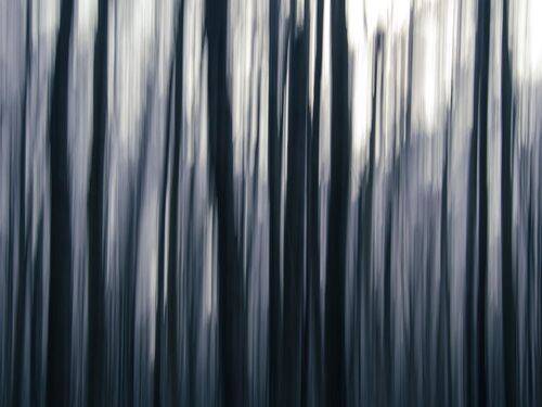 Forest lines