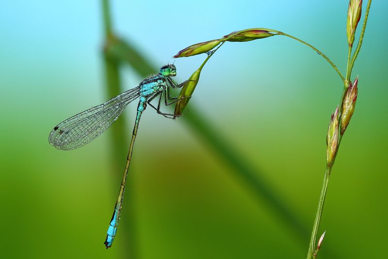 Стрекоза фото превью
