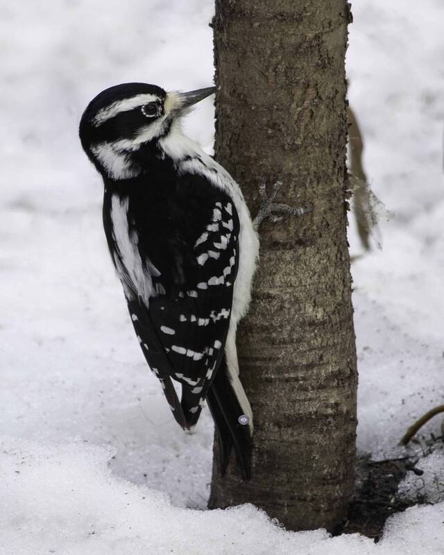 Hairy Woodpecker фото превью
