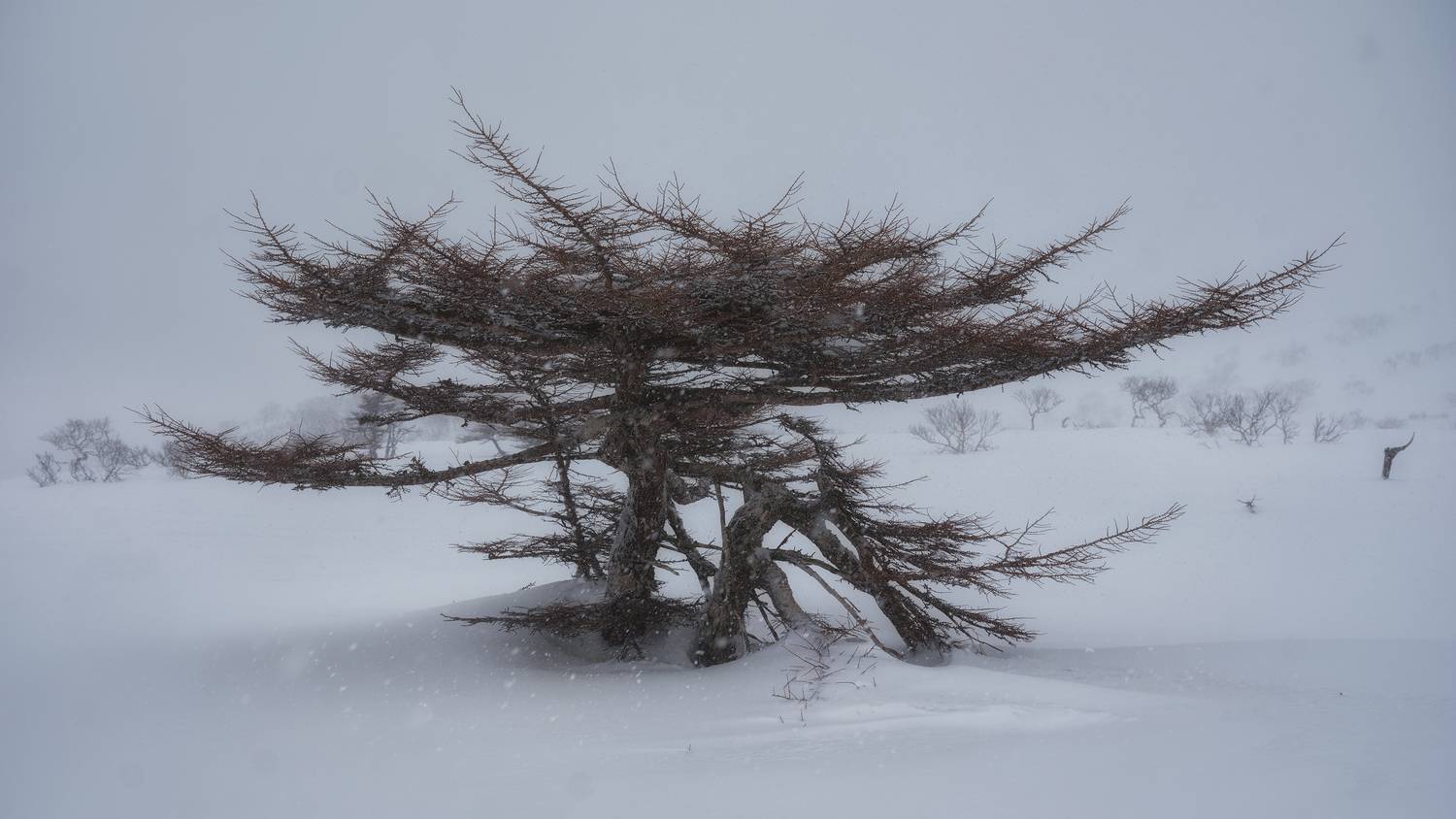 Итуруп Сахалин, Ivan Godovikov