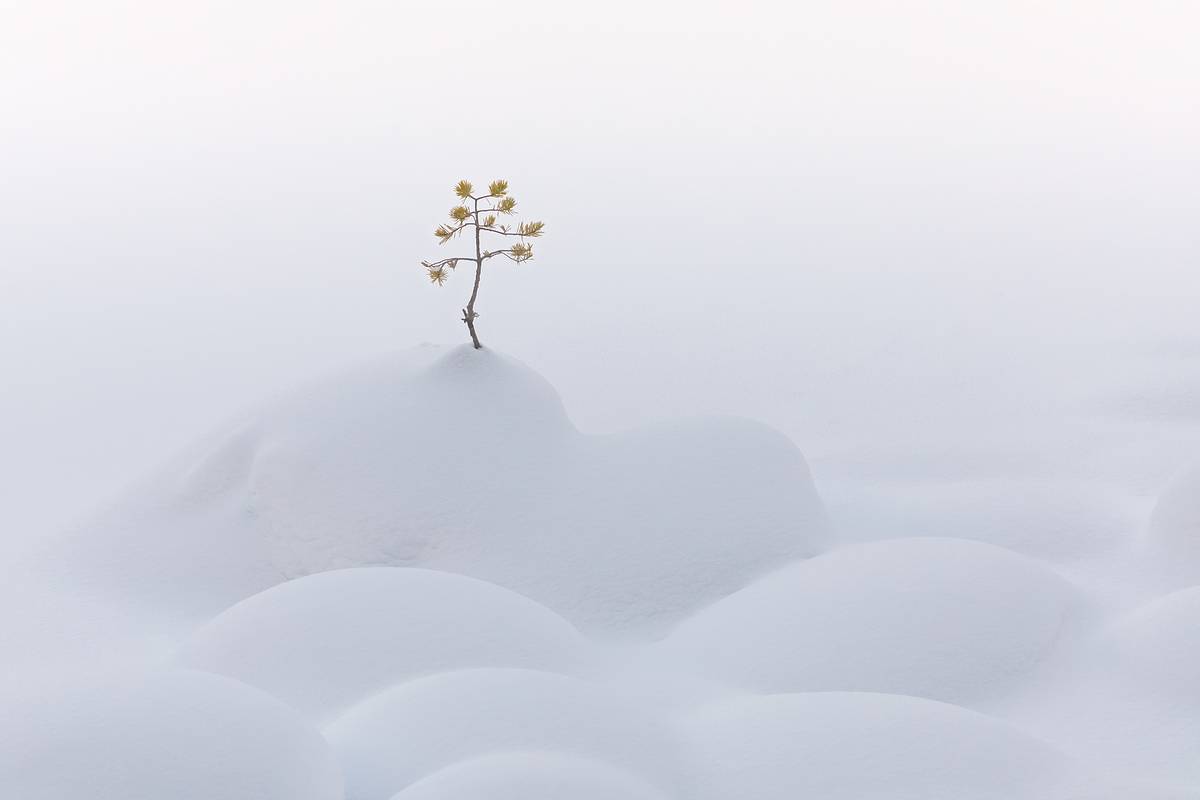 зима, мороз, сугробы, уксинская озовая гряда, озы, сосна, ладожские шхеры, карелия, ладога, северное приладожье, сортавала, суоярви, питкяранта, русский север, северная природа, северный пейзаж, пейзажи карелии, фототуры по карелии, фототуры по ладоге, фо, Уютнов Кирилл
