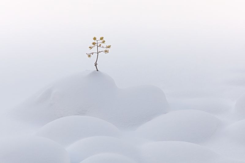 зима, мороз, сугробы, уксинская озовая гряда, озы, сосна, ладожские шхеры, карелия, ладога, северное приладожье, сортавала, суоярви, питкяранта, русский север, северная природа, северный пейзаж, пейзажи карелии, фототуры по карелии, фототуры по ладоге, фо Снежное одиночество фото превью