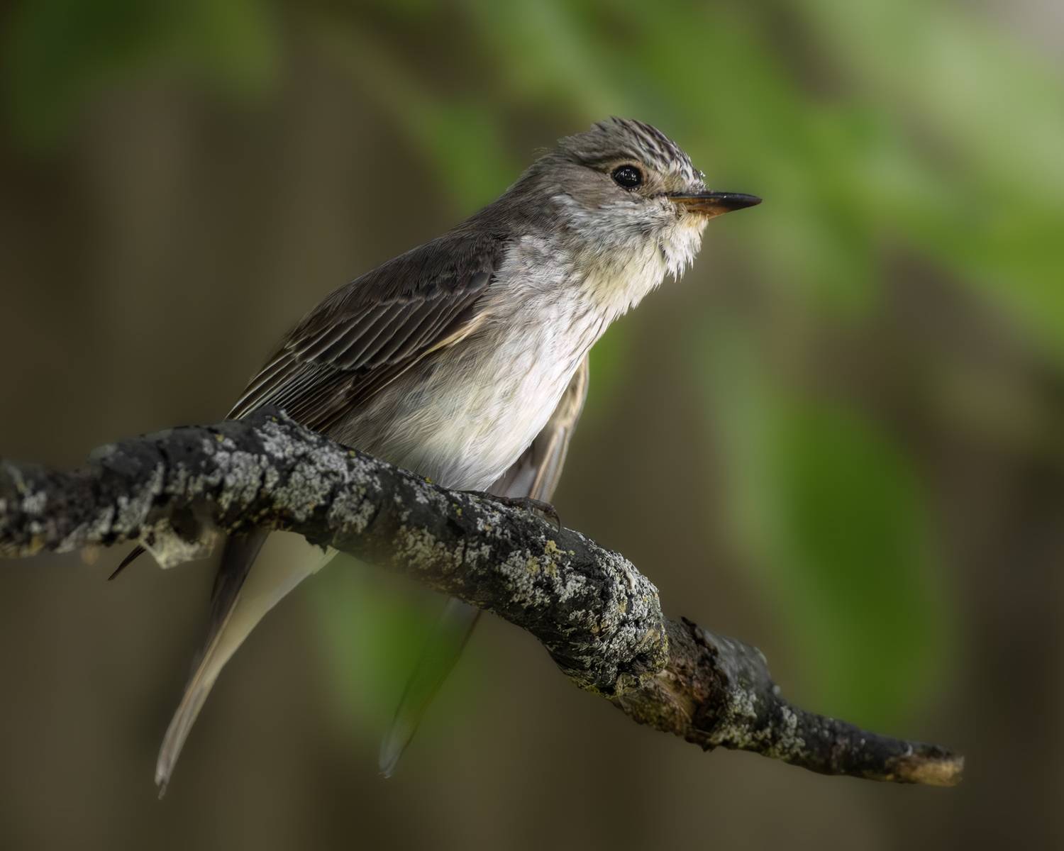 wildlife, birdwatching, nature, bird photography, птица, фотоохота, природа, серая мухоловка  , Полина Шальнева