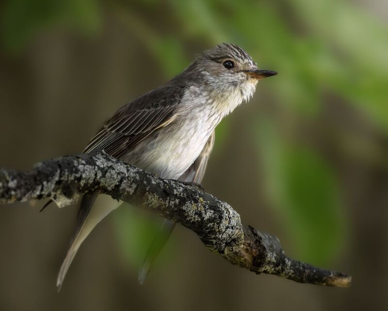 wildlife, birdwatching, nature, bird photography, птица, фотоохота, природа, серая мухоловка   Серая мухоловка  фото превью