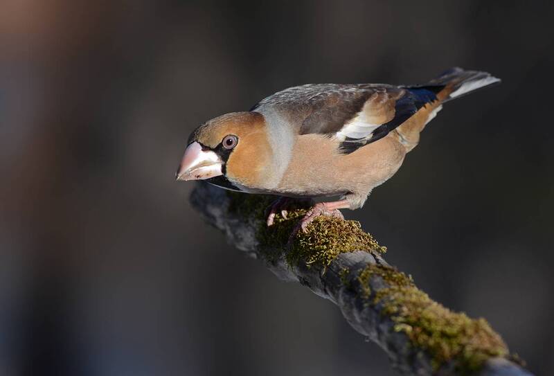 дубонос,самец,свет,тень,бор Настороже... фото превью