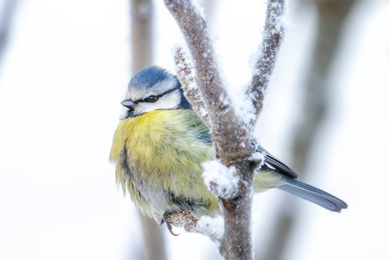 , Морозов Сергей