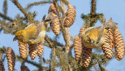 Клёст - еловик за работой. (3 ФОТО)