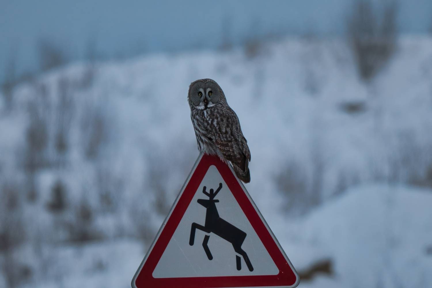 , Большаков Алексей