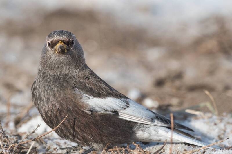 Сибирский горный вьюрок фото превью