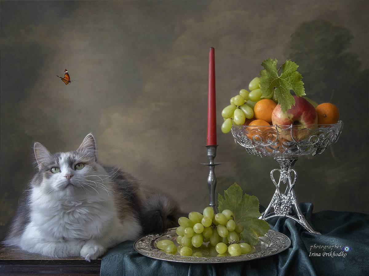 натюрморт, фрукты, кошки, сибирская кошка, Приходько Ирина