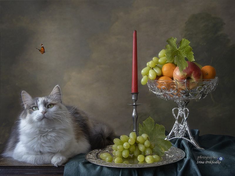натюрморт, фрукты, кошки, сибирская кошка Вальяжная красотка фото превью