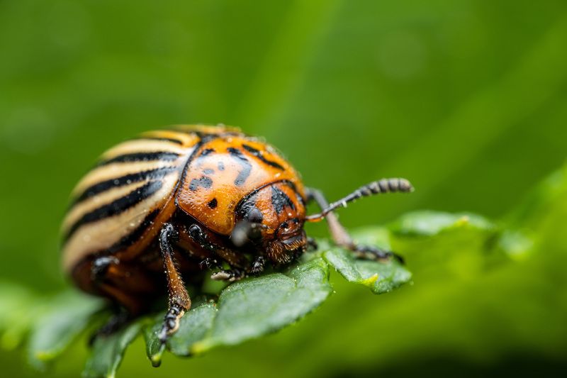 Колорадский жук фото превью